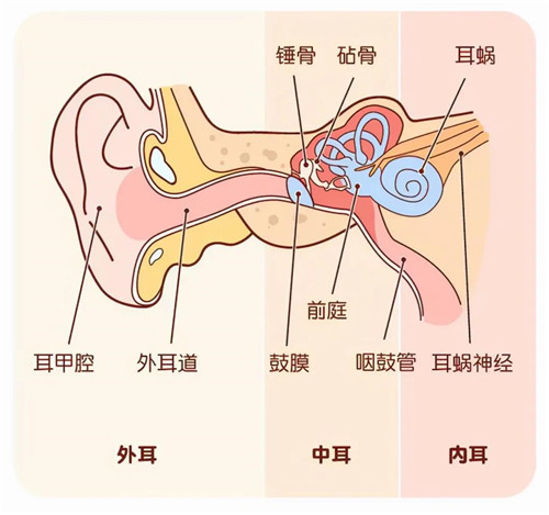 内耳、中耳、外耳