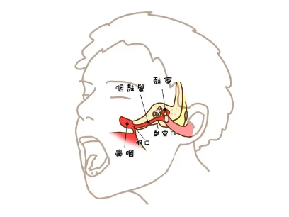 咽鼓管连接中耳与鼻咽部