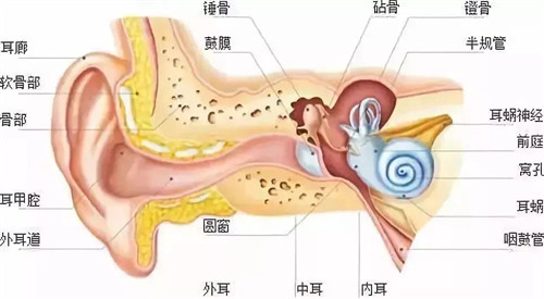 耳部结构